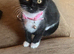 One female kitten