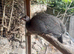 Guinea Fowl