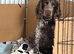 Cocker/show cocker spaniel