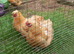 2 beautiful buff Orpington BANTAM hens