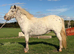 Miniature spotty pony.