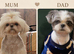 4 Gorgeous Shih Tzu boys available