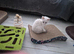 REDUCED Gorgeous pure Ragdoll