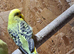 Baby budgies ready to leave now