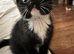 5 lovely, playful kittens.