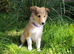 Rough Collie