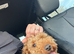 Labradoodle