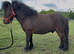 Registered shetland gelding
