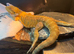 Waffles (male bearded dragon) + setup