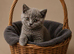 Rehome British Shorthair cats