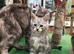 Mainecoon kittens ready now