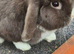 Mini lop chocolate buck for sale