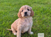 Lovely Apricot cockapoos £475