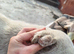 ️ ROCKY – The Brave Boy Who Refused to Give Up ️