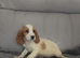 Cocker spaniel puppies for sale