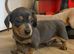 Beautiful Dashund