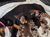 Stunning Miniature Dachshunds