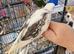 Hand reared baby Cockatiels