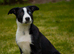 Border collie pup