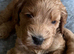 Beautiful Cockerpoo puppies for sale