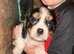Cavalier King Charles puppies