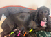 Cocker spaniel puppies