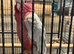 Tame and talking galah cockatoo