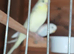 Budgies - Proven Adults