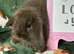 Stunning Mini Lop Babies for sale