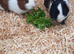 Guinea pigs