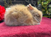 Lionhead Baby Bunnies