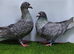 Rubella spread rare colour racing pigeons high quality