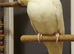 Male cockatiel for my heated avairy
