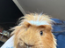 Male Coronet Guinea Pig