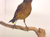 2025 very nice colour and fit canary