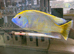 XL Venustus Hap (Nimbochromis venustus)