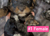 F1B Cockapoo Puppies