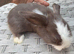 Mini lops