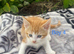 Beautiful kittens