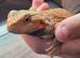 hypo orange trans leatherback bearded dragon