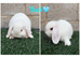 Pure breed mini lops