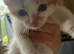 8 kittens