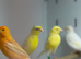 Canaries