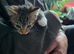 9 weeks tabby