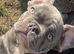 French bulldog boy