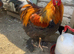 Gold partridge Brahma cockerel