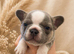 Beautiful Fluffy Frenchies