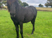 PROJECT standing at 12’2- 13hh Dartmoor 2yr old