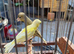 Raza canaries for sale