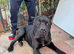 Pair of beautiful italian cane corso mastiff
